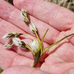 Eriophorum latifolium Blodyn