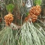 Pinus canariensis List