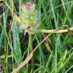 Prunella laciniata Mbuma