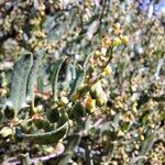 Muehlenbeckia hastulata 花