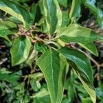 Amphilophium buccinatorium Hostoa
