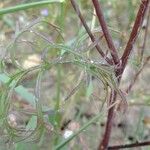 Gilia laciniata Other