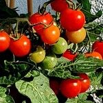 Solanum lycopersicum Плід