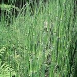 Equisetum giganteum Агульны выгляд