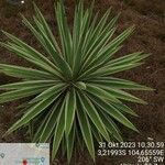 Agave vivipara Fuelha