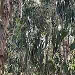 Eucalyptus tereticornis Hoja