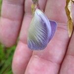 Centrosema virginianum Flower