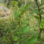 Rubus ellipticus Blatt