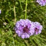 Verbena bipinnatifida 花