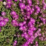 Drosanthemum floribundum Fleur