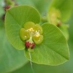 Euphorbia dulcis Çiçek