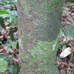 Pouteria melanopoda Corteza