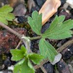 Ranunculus tuberosus Folha