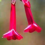 Cantua buxifolia Цвят