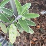 Salvia fruticosa Leaf