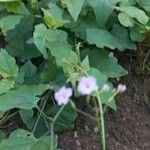 Commicarpus plumbagineus Blatt