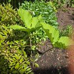 Arisaema triphyllumBloem