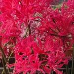 Nerine sarniensis Çiçek