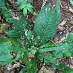Psychotria globosa Hoja