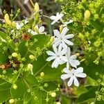 Jasminum auriculatum Kwiat