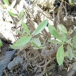 Avicennia germinans Leaf