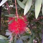 Melaleuca rugulosaFlower