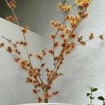 Hamamelis mollis 葉