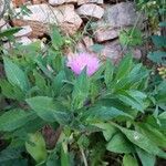 Centaurea pullata Folha