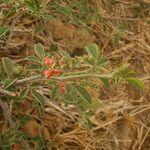 Indigofera oblongifolia Агульны выгляд