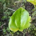 Smilax rotundifolia叶