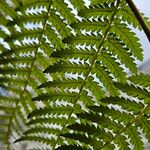 Dicksonia antarctica Leaf