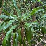 Dracaena aletriformis Deilen