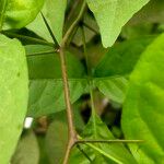 Aegle marmelos Corteza