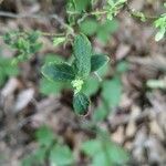 Vaccinium stamineum Leaf