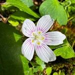 Oxalis montana Květ