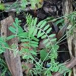 Vicia hirsuta Feuille