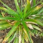 Eryngium paniculatum ഇല