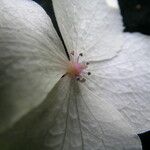 Hydrangea heteromalla Kvet