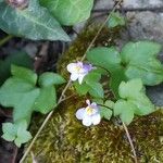 Cymbalaria muralisFlower