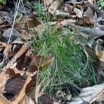 Festuca heterophylla Deilen