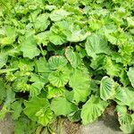 Alchemilla xanthochlora Агульны выгляд