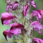 Pedicularis mixta Flower