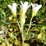 Saxifraga granulata फूल