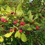 Ilex mucronata Fruit