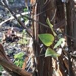 Lonicera ferdinandi Leaf