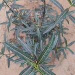 Barleria lupulina Blad