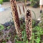 Setaria italica Flower