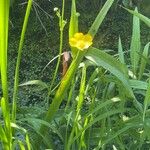 Ranunculus lingua Blatt