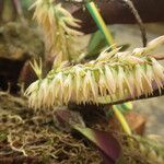 Bulbophyllum nigritianum Flower