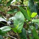 Pyrostria orbicularis Leaf